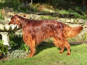 cane pelo lucido