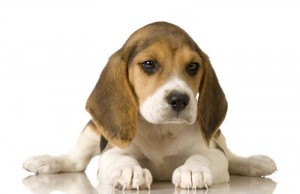 cane cucciolo beagle