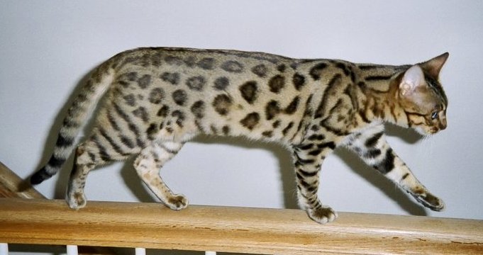 american-best-bengal-cat