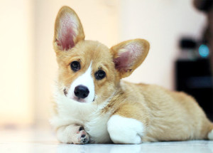 corgi3