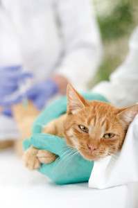 Come somministrare le medicine ai gatti