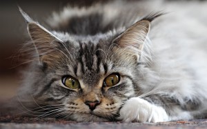 Fonte: http://purrfectcatbreeds.com/cat-breeds-list/maine-coon-cat/