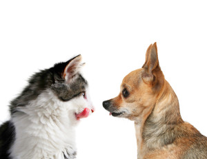 cane e gatto frontali