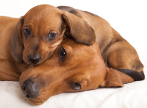 shutterstock_75597652