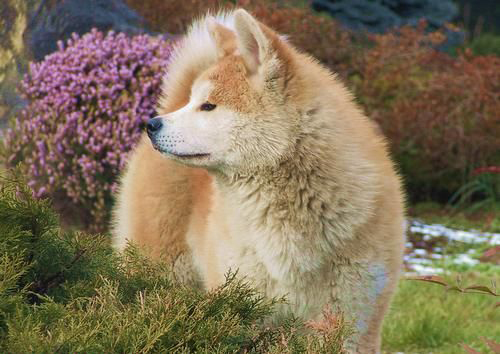 AKITA-INU