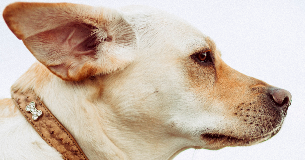 Giuntinipet Come pulire le orecchie del cane Giuntinipet